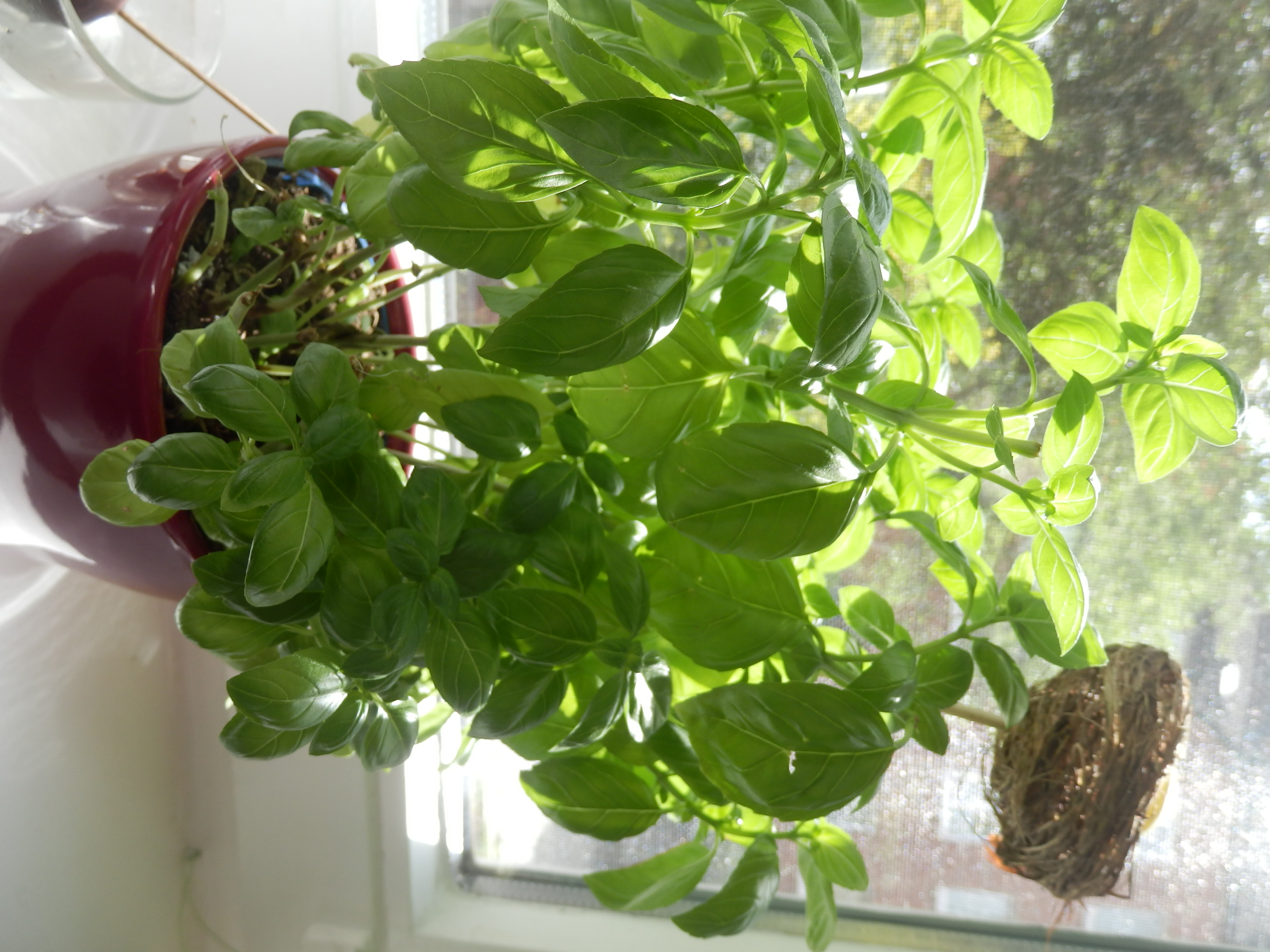 Do., den 07.05.20 Pflanzen