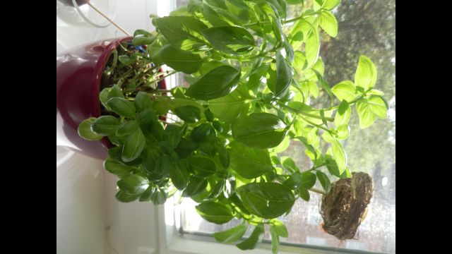 Do., den 07.05.20 Pflanzen